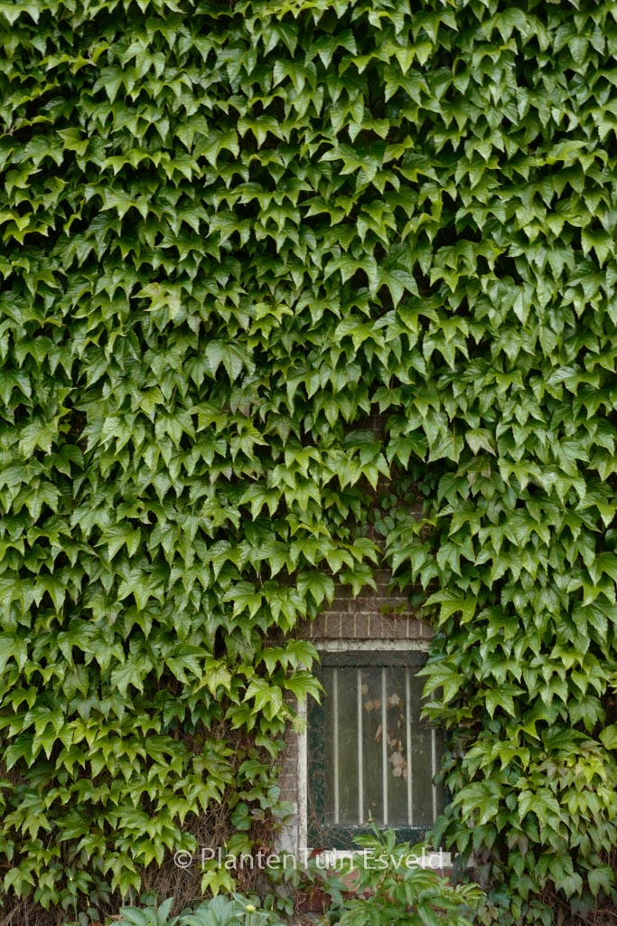 Parthenocissus tricuspidata ‘Green Spring’
