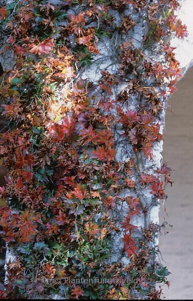 Parthenocissus tricuspidata ‘Lowii’