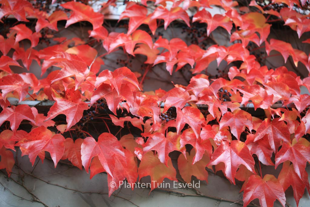Parthenocissus tricuspidata ‘Veitchii’