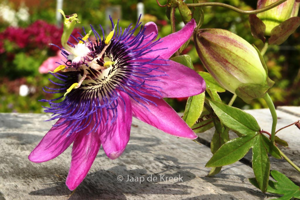 Passiflora ‘Amethyst’