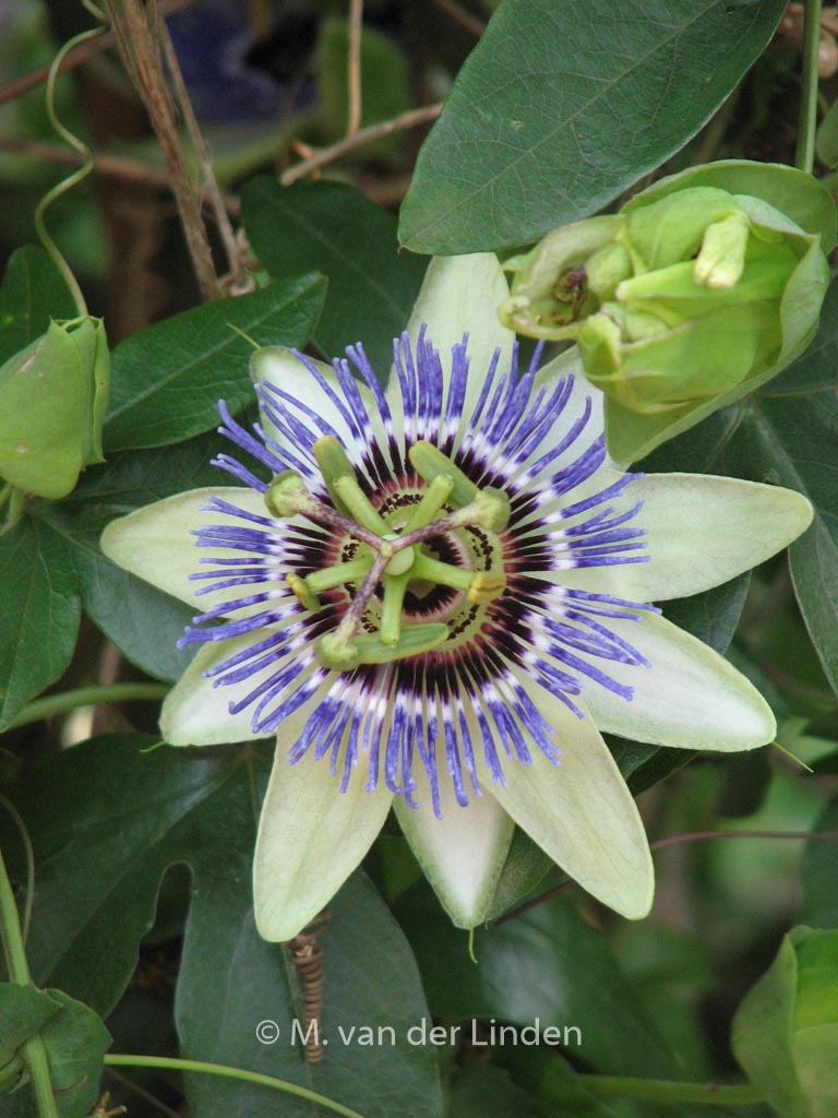 Passiflora caerulea