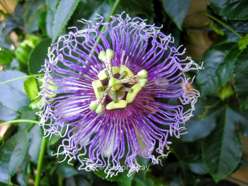 Passiflora edulis