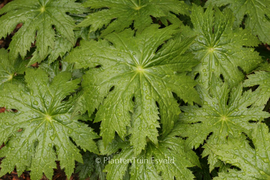 Peltoboykinia watanabei