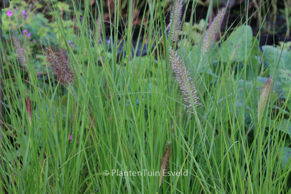 Pennisetum alopecuroides ‘Cassian’