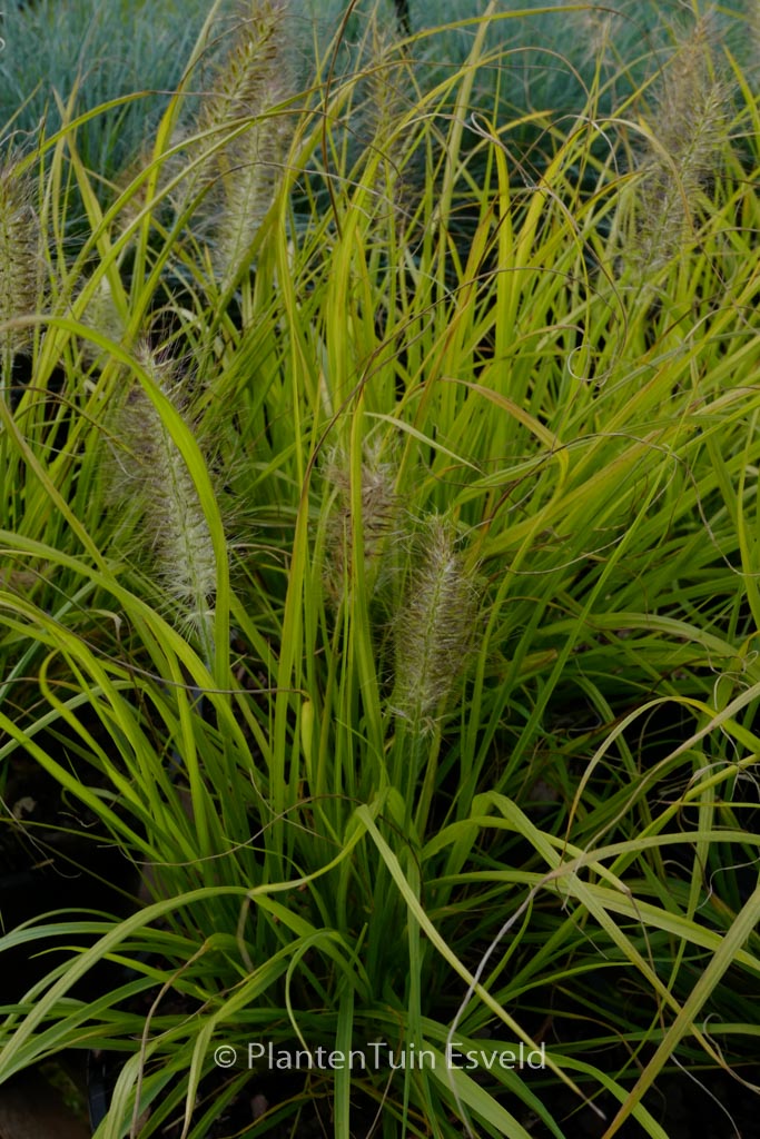 Pennisetum alopecuroides ‘Hameln Gold’