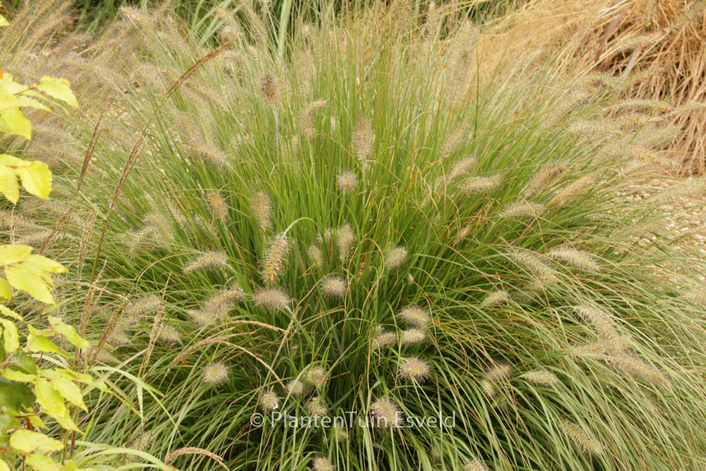 Pennisetum alopecuroides ‘Hameln’