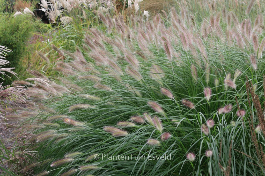 Pennisetum alopecuroides ‘Herbstzauber’