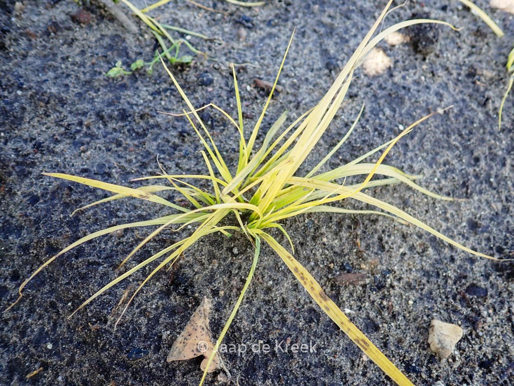 Pennisetum alopecuroides ‘JS Jommenik’