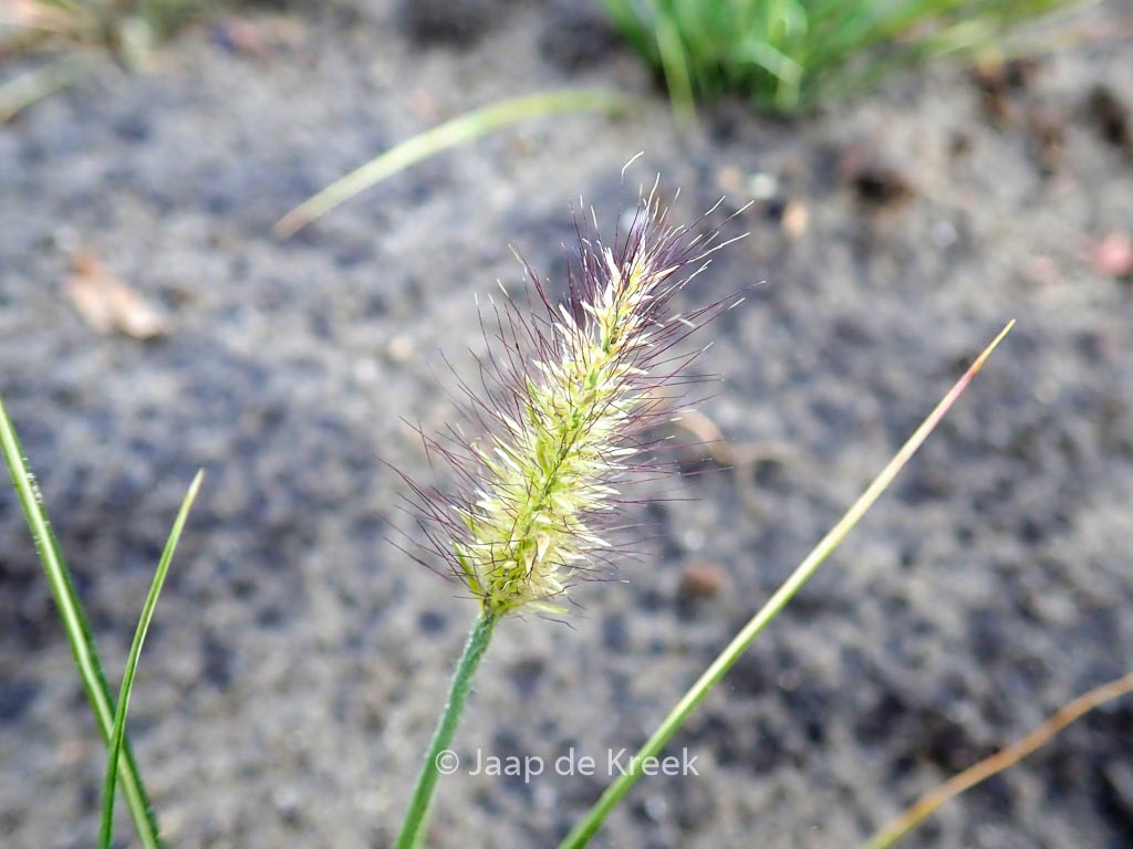 Pennisetum alopecuroides ‘Little Honey’