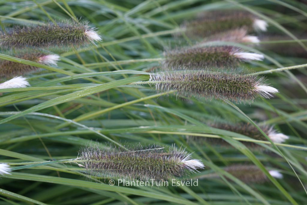 Pennisetum alopecuroides ‘Magic’
