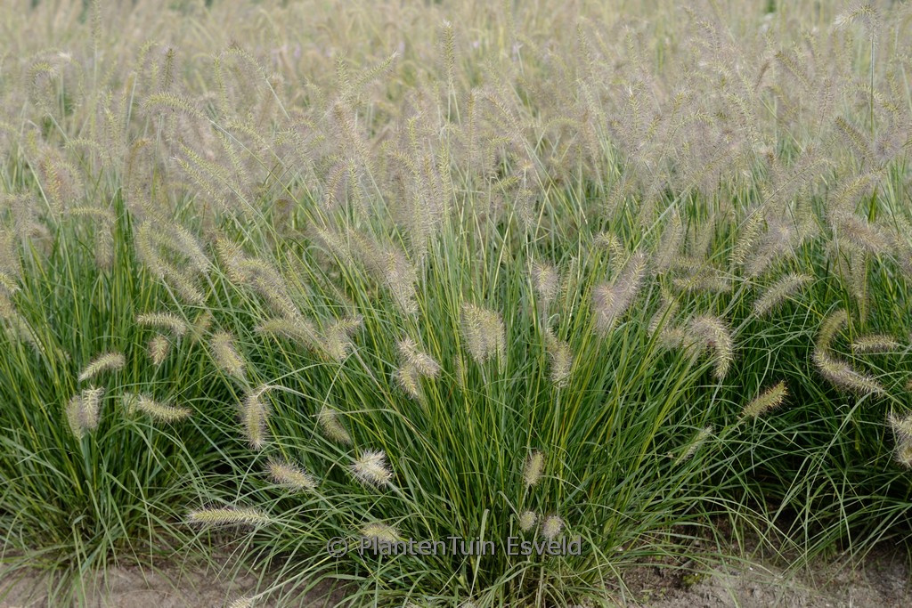 Pennisetum alopecuroides ‘Peppa Pig’