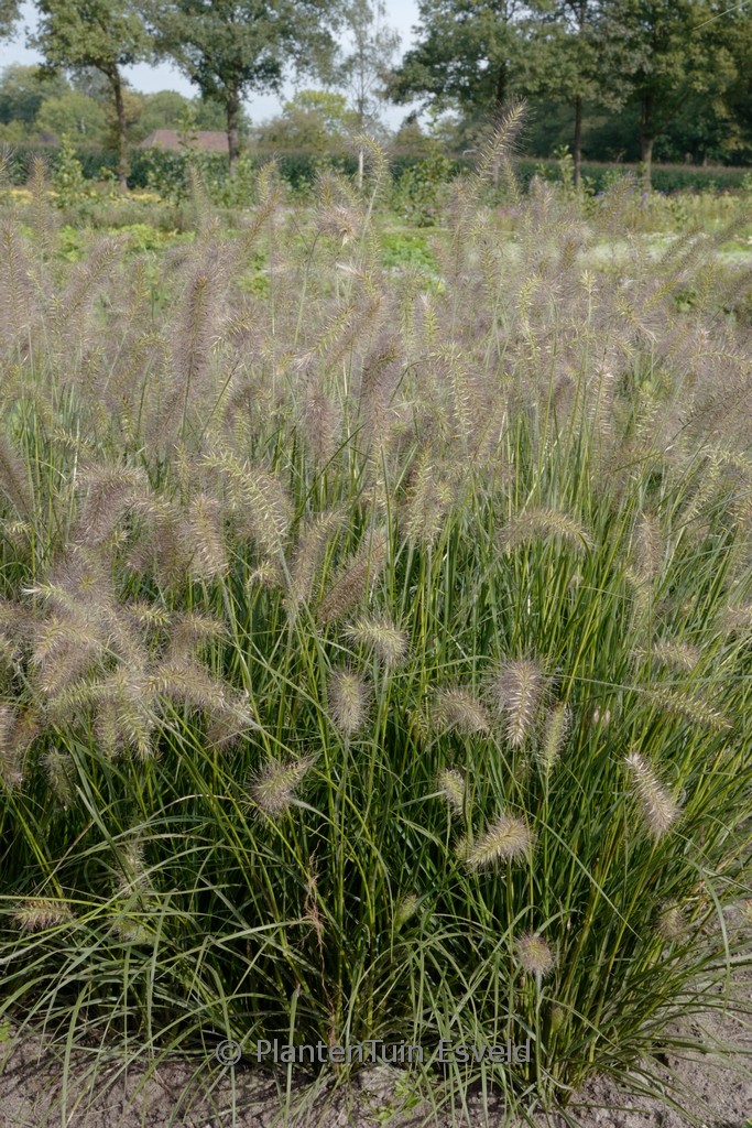 Pennisetum alopecuroides ‘Piglet’