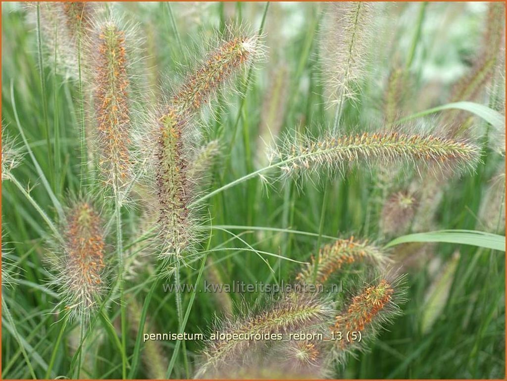 Pennisetum alopecuroides ‘Reborn’