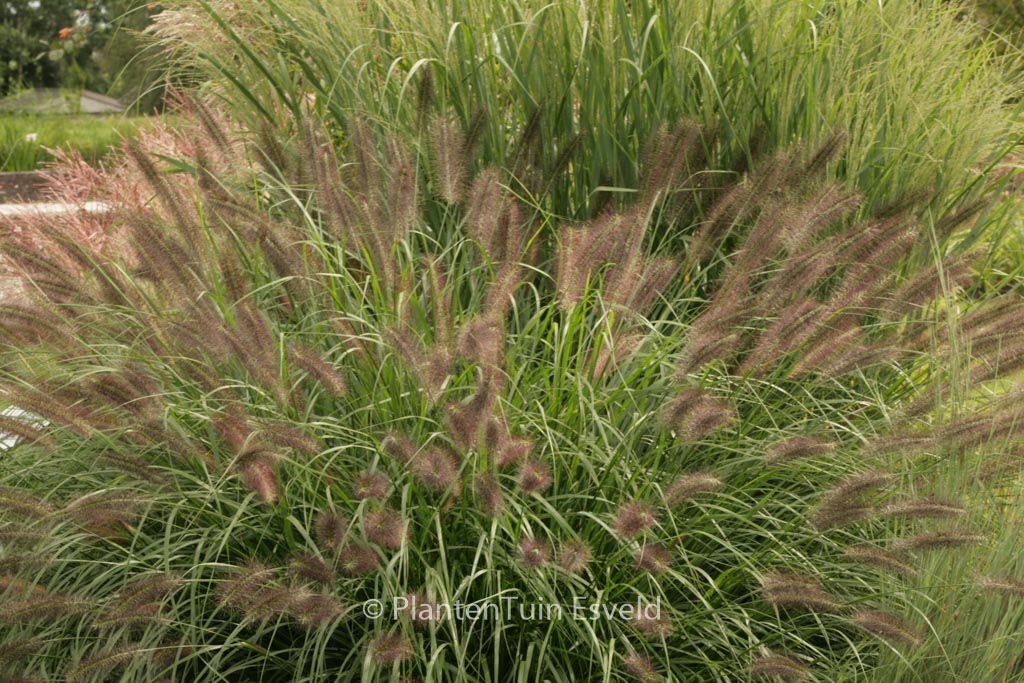 Pennisetum alopecuroides ‘Redhead’
