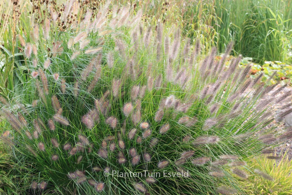 Pennisetum alopecuroides var. viridescens
