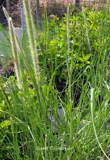 Pennisetum macrourum