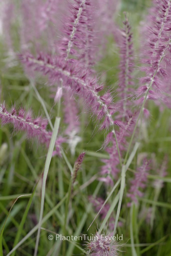 Pennisetum orientale ‘Flamingo’