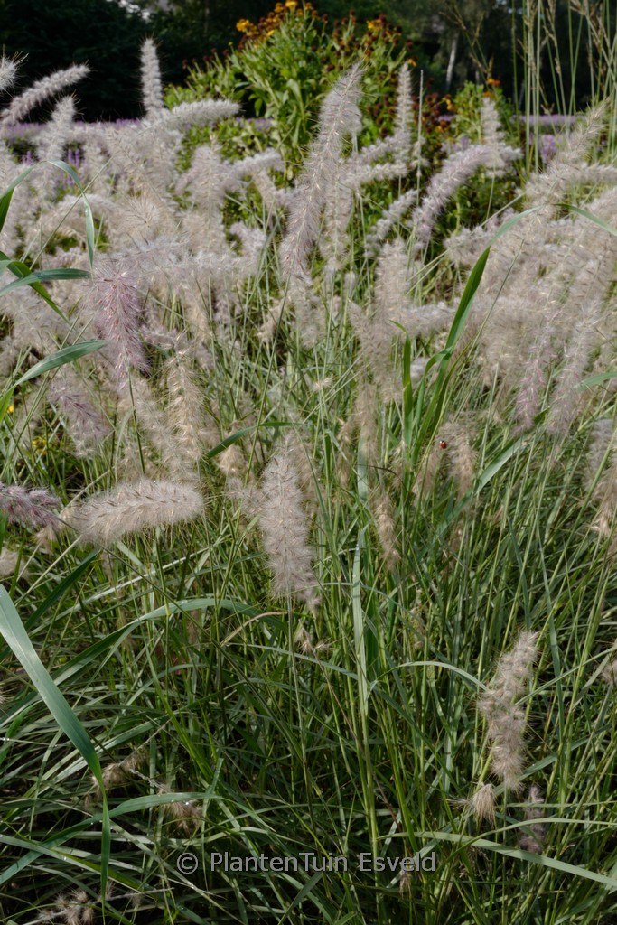 Pennisetum orientale ‘JS Dance With Me’