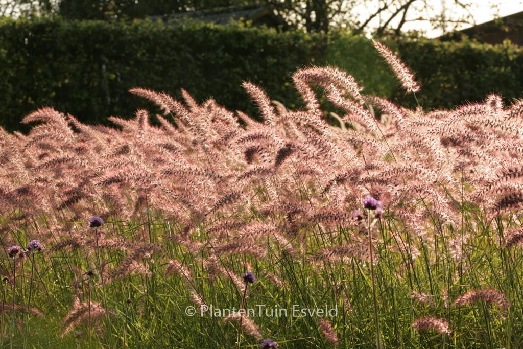 Pennisetum orientale ‘Karley Rose’
