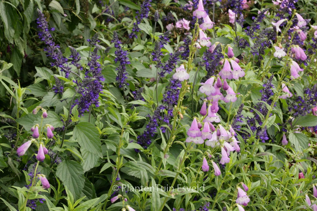 Penstemon ‘Alice Hindley’