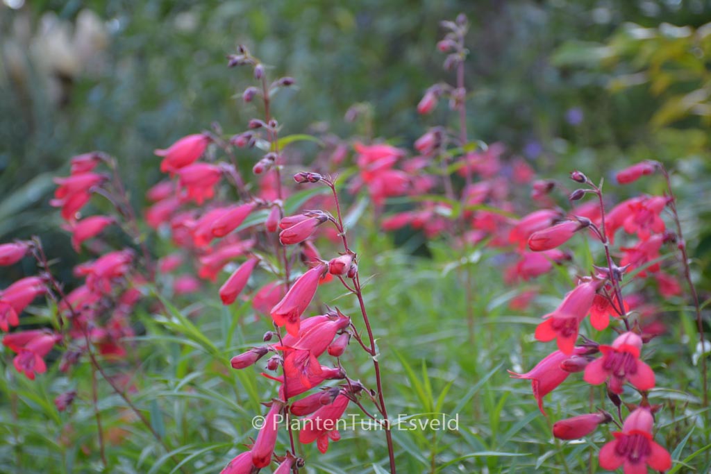 Penstemon ‘Andenken an F. Hahn’ (GARNET)
