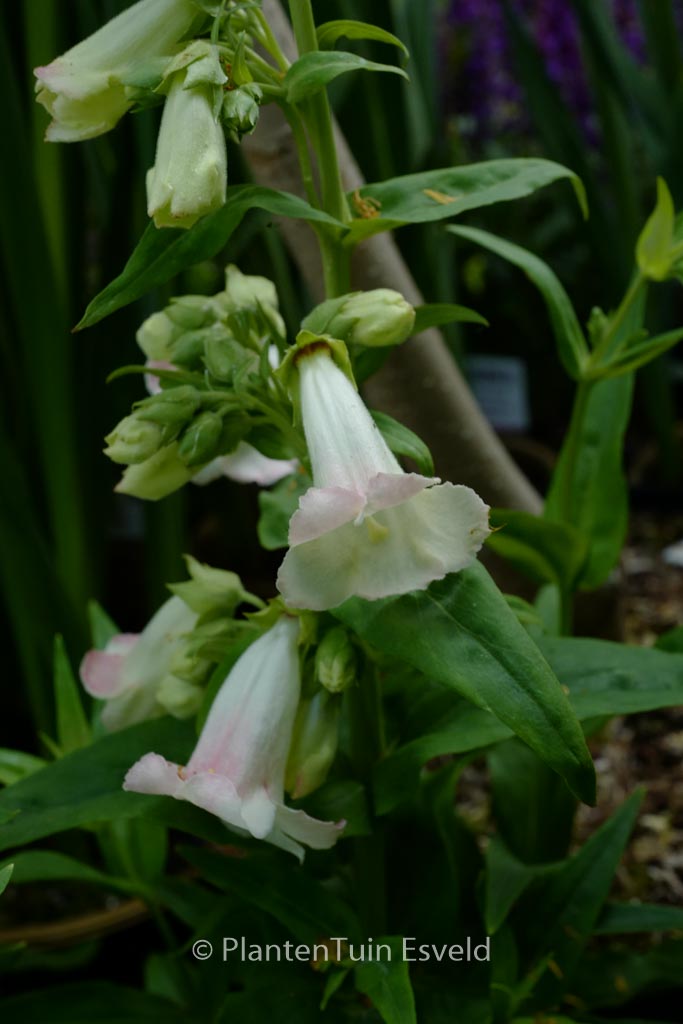 Penstemon ‘Apple Blossom’