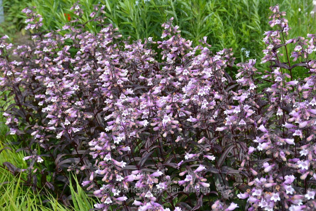 Penstemon ‘Dark Towers’