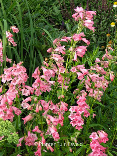 Penstemon ‘Hidcote Pink’