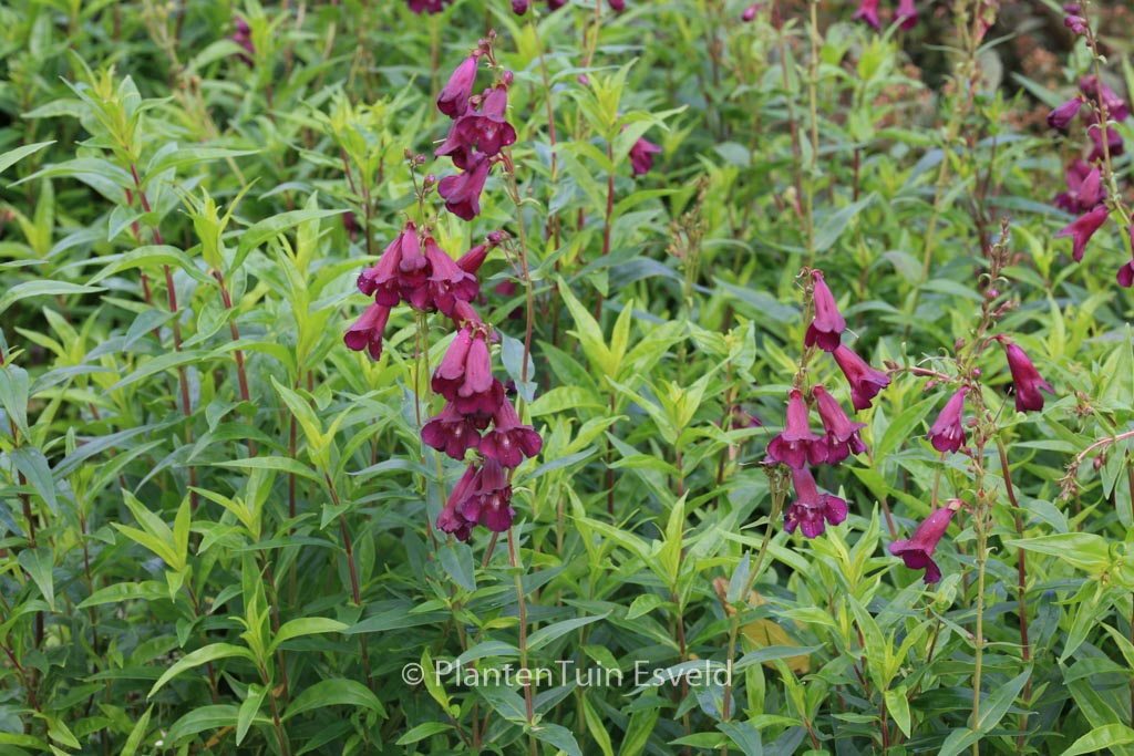 Penstemon ‘Raven’