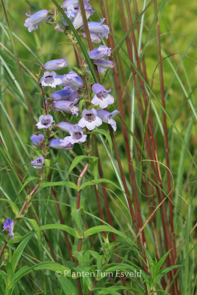 Penstemon ‘Sour Grapes’