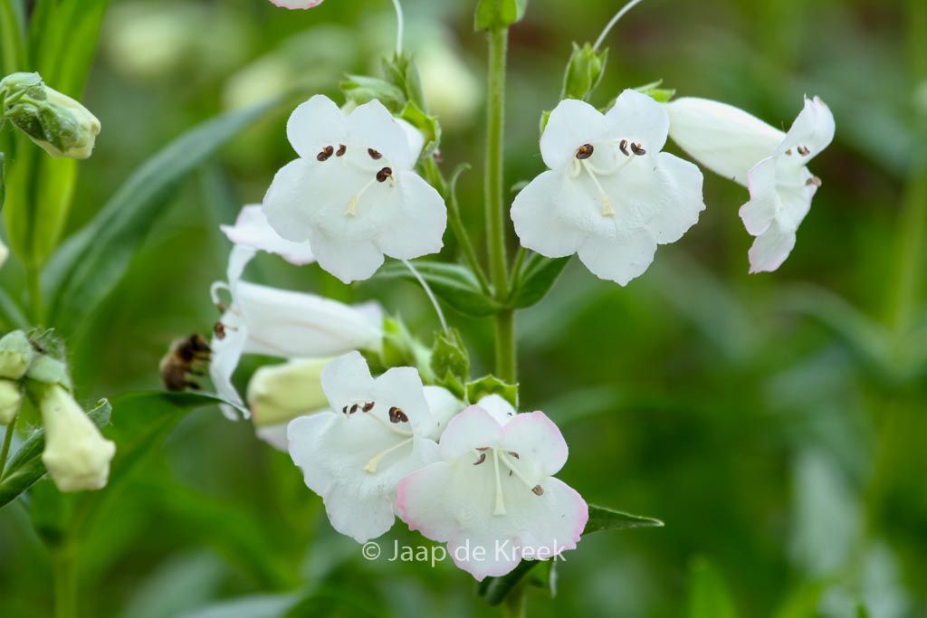 Penstemon ‘White Bedder’