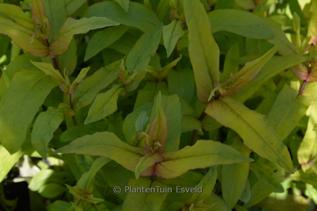 Penstemon digitalis ‘Goldfinger’