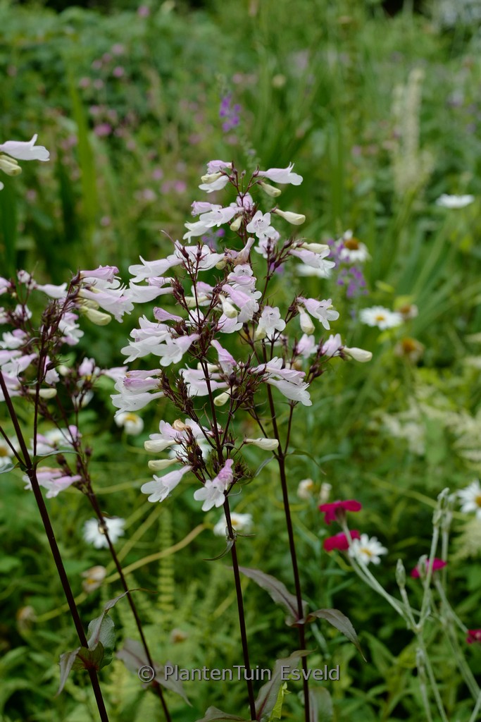 Penstemon digitalis ‘Husker Red’