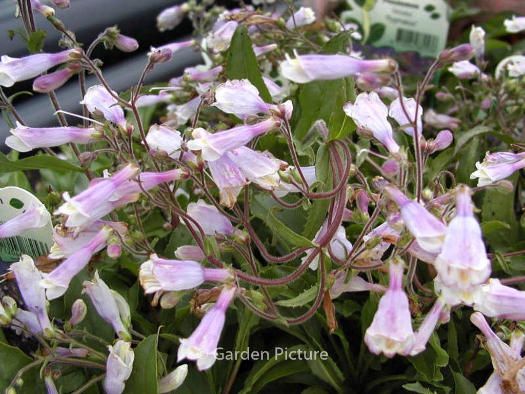 Penstemon hirsutus ‘Pygmaeus’