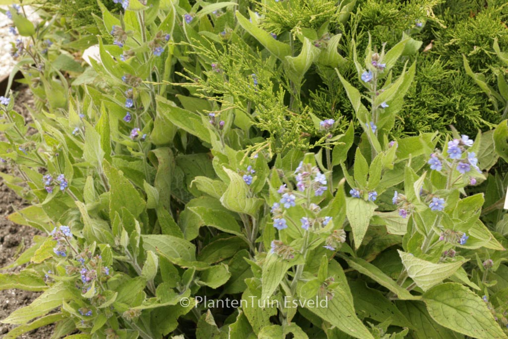Pentaglottis sempervirens