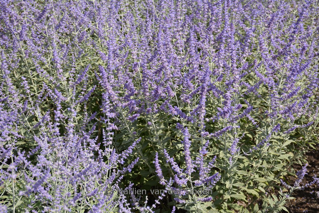 Perovskia atriplicifolia ‘Lissvery’ (SILVERY BLUE)