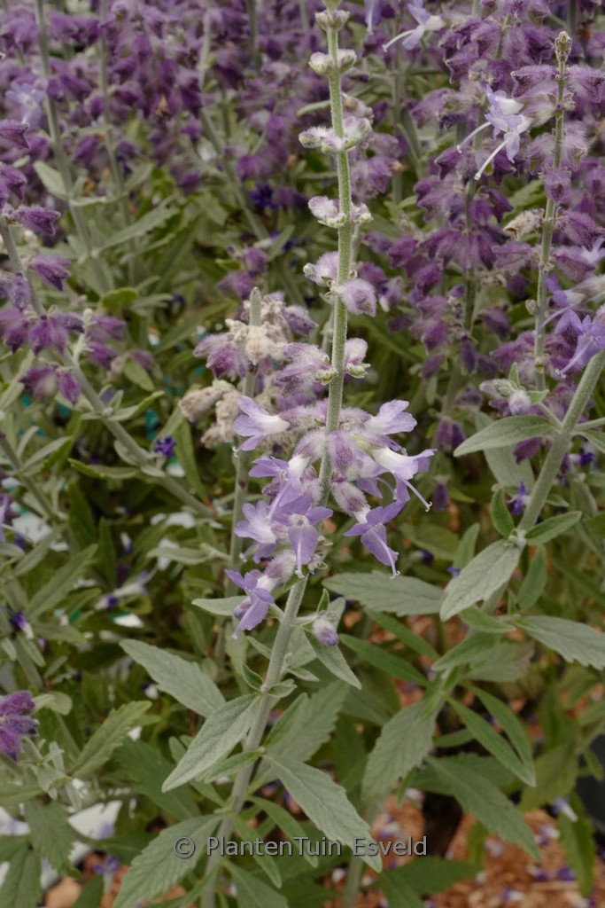 Perovskia atriplicifolia ‘Prime Time’