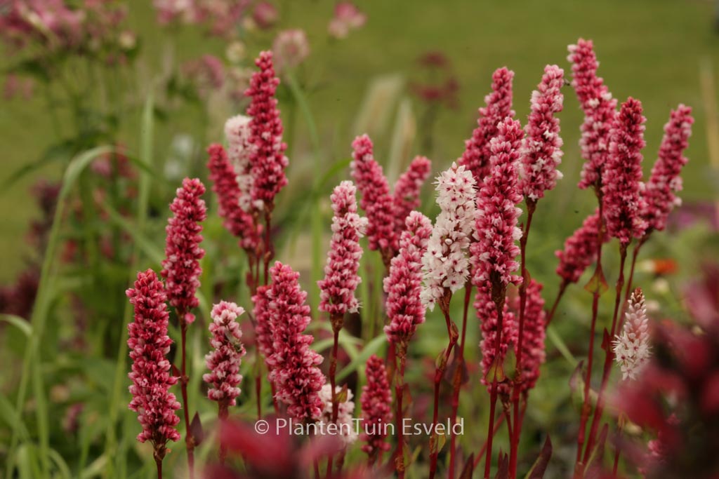Persicaria affinis ‘Darjeeling Red’