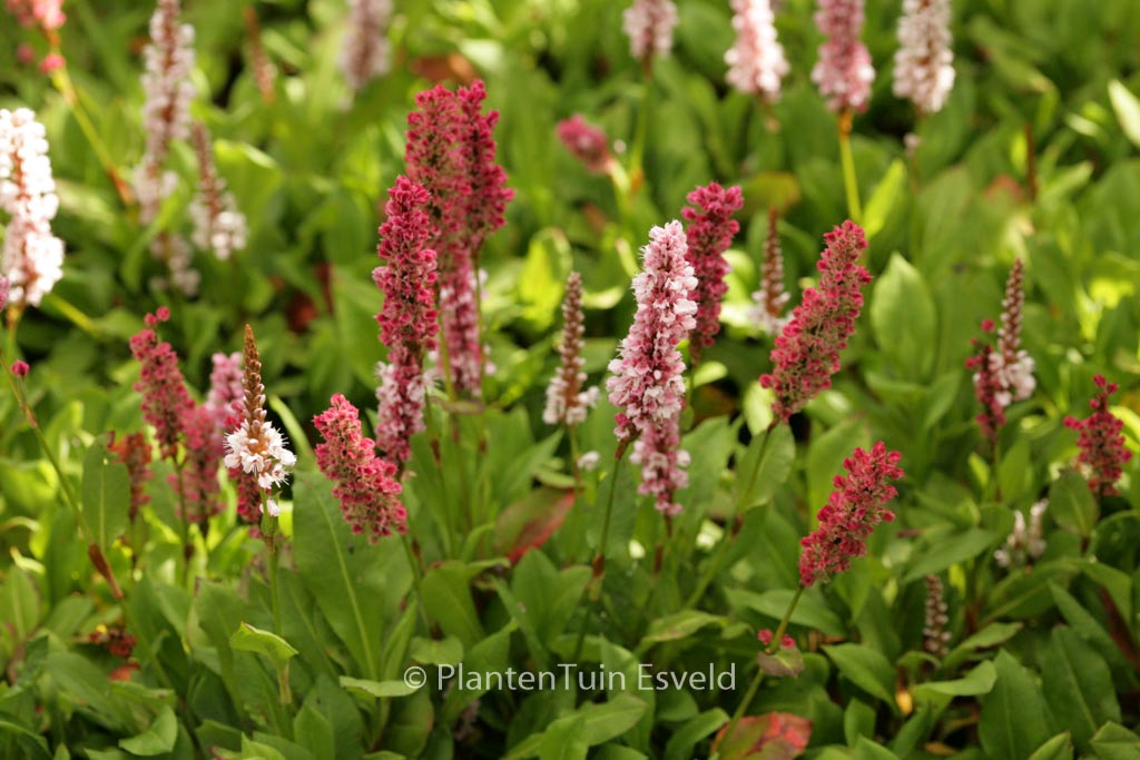Persicaria affinis ‘Kabouter’