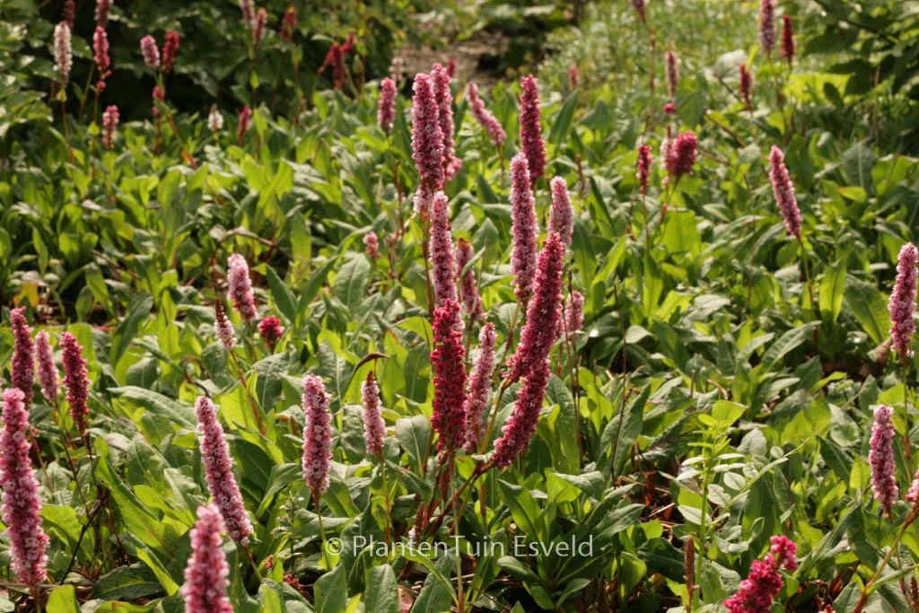 Persicaria affinis ‘Superba’