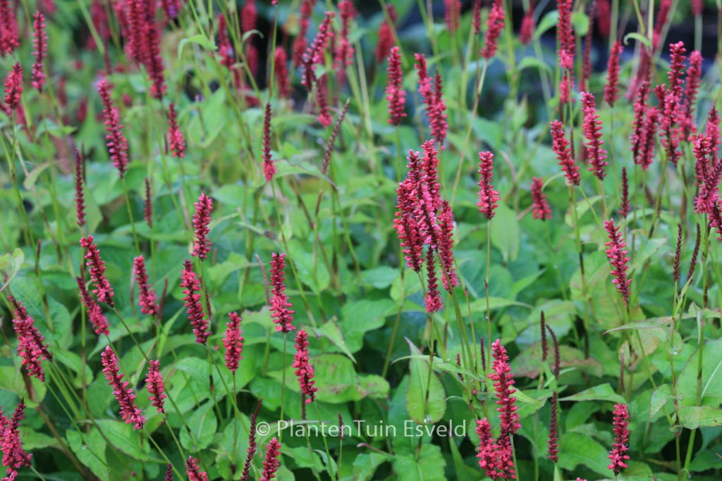Persicaria amplexicaulis ‘Blackfield’