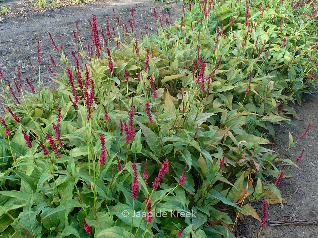 Persicaria amplexicaulis ‘Dark Red’