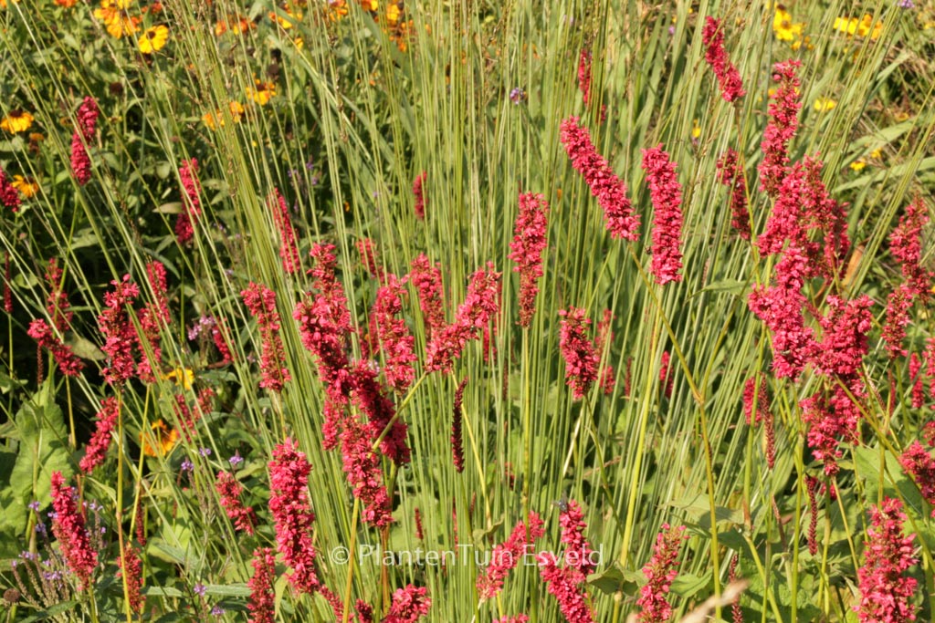 Persicaria amplexicaulis ‘Dikke Floskes’
