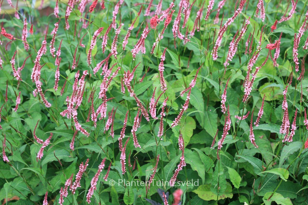 Persicaria amplexicaulis ‘Fascination’