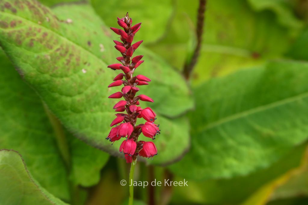 Persicaria amplexicaulis ‘Firedance’