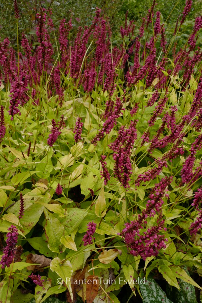Persicaria amplexicaulis ‘Golden Arrow’