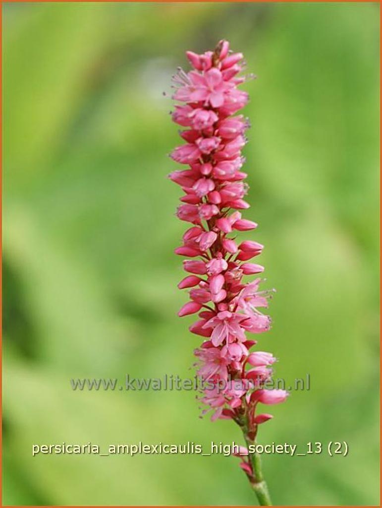 Persicaria amplexicaulis ‘High Society’