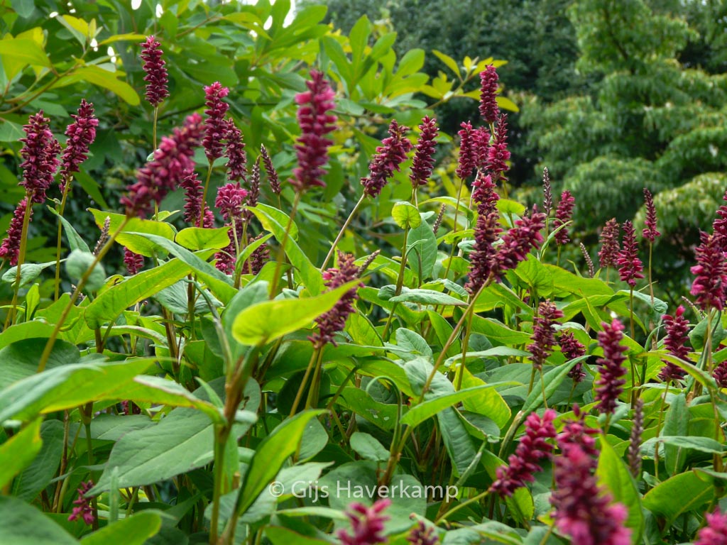 Persicaria amplexicaulis ‘Inverleith’