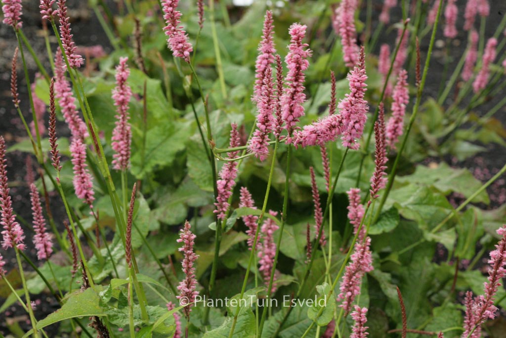 Persicaria amplexicaulis ‘Jo and Guido’s Form