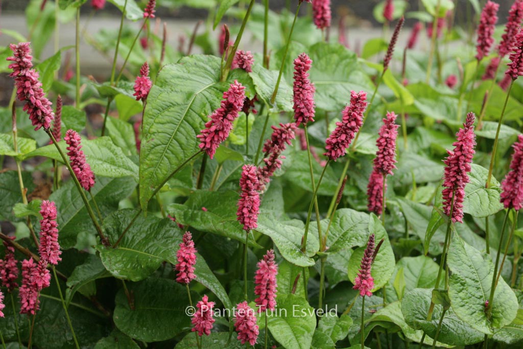 Persicaria amplexicaulis ‘Lisan’